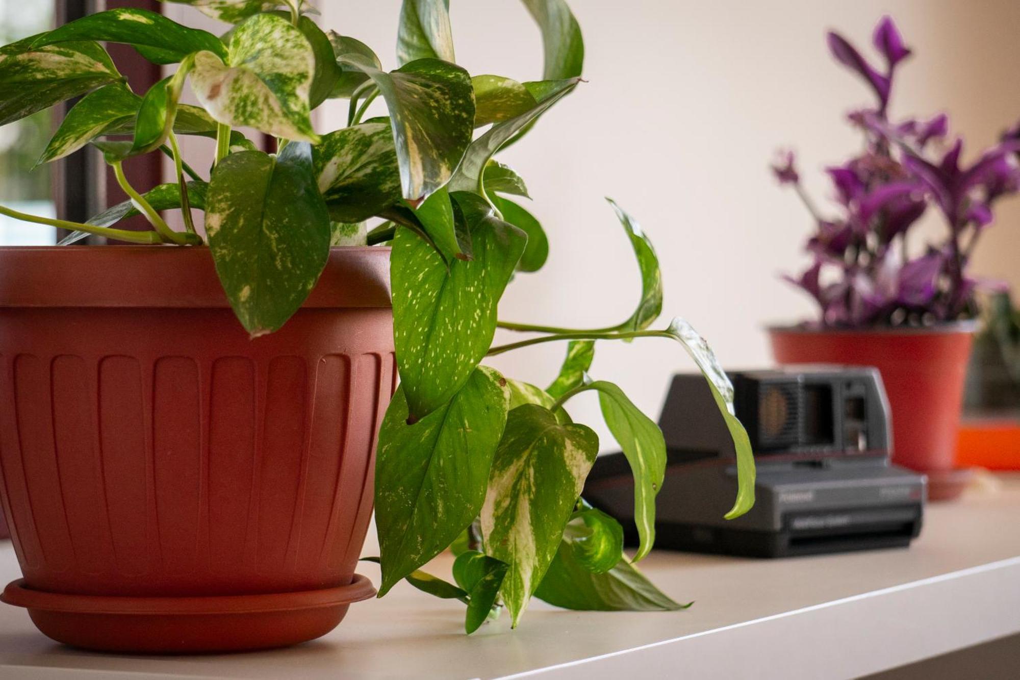 Coliving Together Gargano Vieste Zewnętrze zdjęcie